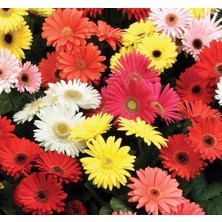 Garbera Çiçeği Tohumu