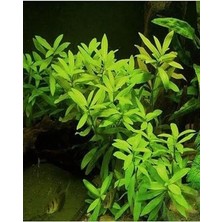 Hy Gophila Polysperma Ceylon Zeytin 6-8 Kök Canlı Kök P260