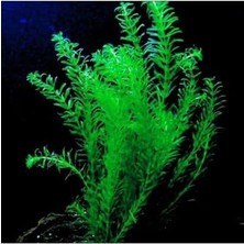 Elodea Species 5 Kök - Eledoa Canlı Bitki