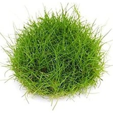 Eleocharis Parvulus In Vitro 200CC- Canlı Bitki