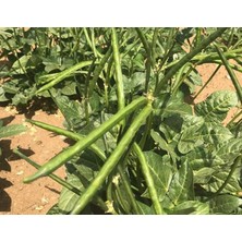 Doğal Börülce Tohumu