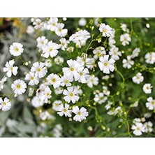 Bahar Yıldızı (+200 Tohum) - Akgen