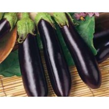 Patlıcan Kemer Tohumu - Aksel 10 gr