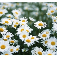 Kır Papatyası Çiçeği Tohumu