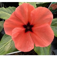 Rozet Çiçeği (Çok Çiçekli Çok Dallanan) Turuncu Renkli - 15 Tohum