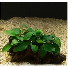 Anubias Barteri Var 5-6 Yapraklı Kök Canlı Bitki