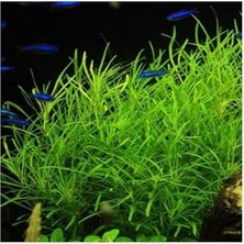 Pogostemon Octopus Saksı Canlı Bitki TR-P287