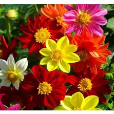 Yıldız Çiçeği (Çoklu Tohum) - 100 Tohum - Karışık Renk