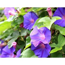 Gündüz Sefası (+25 Tohum) - Akgen