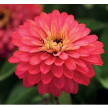 Kirli Hanım (Zinnia Iri Çiçek) Somon Renkli - 5 Tohum