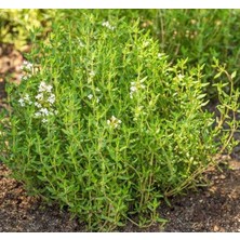 Kokulu Yaz Kekiği - Özel Seri