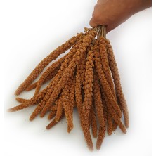 Dal Darı Net Kızıl Dal Darı 1 kg Doğal Muhabbet Kuş Yemi Türkiye Üretimi