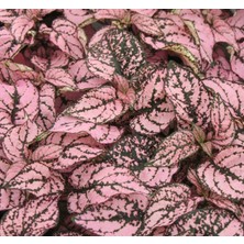 Hostes Çiçeği Tohumu (Çilli, Geniş Yaprak) Pembe Renkli - 5 Tohum