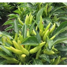 Biber Süs Yukarıbakan (Çoklu Tohum) - 3 Gram