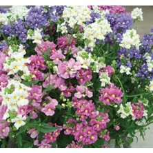 Nemezya Çiçeği Tohumu (Kalıcı Çok Çiçekli) Karışık Renkli - 5 Tohum