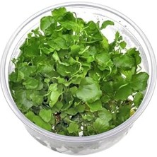 Cardamine Lyrata In Vitro Canlı Bitki