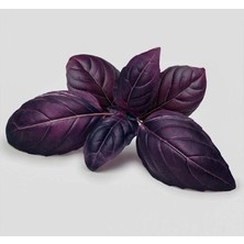 Reyhan Mor (Çoklu Tohum) - 5 Gram