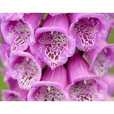 Yüksük Otu (+250 Tohum) - Akgen