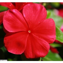 Rozet Çiçeği (Çok Çiçekli Çok Dallanan) Koyu Kırmızı Renkli - 15 Tohum