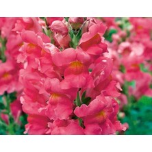 Pembe Renk Uzun Boylu Aslan Ağzı (25 Tohum)