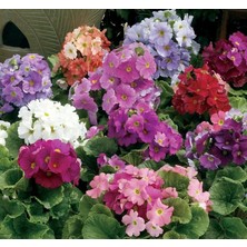 Onbir Ay Çiçeği Tohumu (Çok Çiçeklenen) Karışık Renkli - 8 Tohum