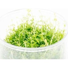 Gratiola Viscidula In Vitro Cup Canlı Bitki