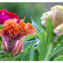 Horoz Ibiği (Balta) Çiçeği Tohumu