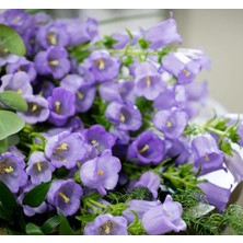 Çan Çiçeği Tohumu (Mini Maviş) Leylak Renkli - 5 Tohum