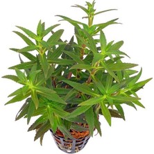 Limnophila Aromatica Saksı Canlı Bitki