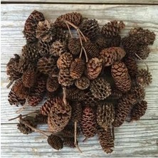 Akvaryum Kızılağaç Kozalağı 25 Adet