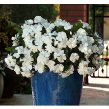 Rozet Çiçeği (Sarkıcı Çok Geniş Bitki) Beyaz Renkli - 10 Tohum