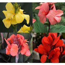 Canna - Tesbih Çiçeği - Karışık (5 Tohum)