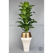 Biçiçek 190 cm Difenbahya Bitkisi Cleopatra Saksıda Krem Gold