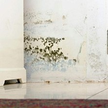 Berry Store Flora Nem Alıcı 450 G 5'li Paket