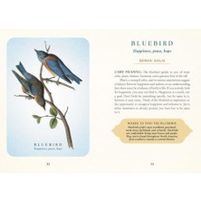 Nisar Store The Spiritual Meaning Of Birds Oracle Deck: Discover The Wisdom & Insight Of These Divine Winged Messengers