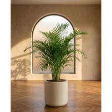 Store Softa Beton Saksı 7lt 24X24 Modern Minimal Dekoratif Iç Mekan Salon Ofis Saksısı Yuka Areka Kaktüs