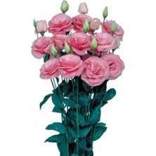 Calperia Pembe Katmerli Bodur Lisianthus Çiçeği Tohumu - 5 Adet