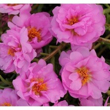 Calperia Duble Katlı Koyu Pembe Ipek Çiçeği Tohumu (25 Tohum)