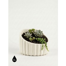 Store Harmoni Beton Saksı Yuvarlak Dekoratif Modern Sukulent ve Kaktüs Saksısı Iç Mekan Ofis Ev