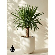 Store Mono Beton Saksı Gri 6lt 24X24 Modern Minimal Dekoratif Iç Mekan Büyük Saksı Kaktüs Yuka Areka