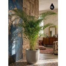 Store Mono Beton Saksı Gri 6lt 24X24 Modern Minimal Dekoratif Iç Mekan Büyük Saksı Kaktüs Yuka Areka