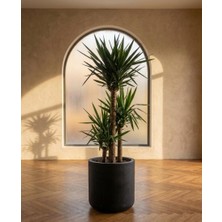 Store Softa Beton Saksı 7lt 24X24 Modern Minimal Dekoratif Iç Mekan Salon Ofis Saksısı Yuka Areka Kaktüs
