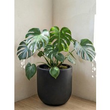 Store Mono Beton Saksı Gri 6lt 24X24 Modern Minimal Dekoratif Iç Mekan Büyük Saksı Kaktüs Yuka Areka