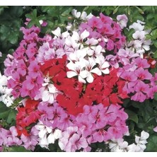 Calperia Karışık Renkli Sakız Sardunya Tohumu - 5 Adet