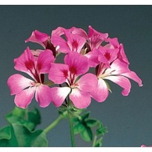 Calperia Kırmızı Beyaz Renkli Sakız Sardunya Tohumu (3 Tohum)