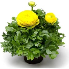 Calperia Sarı Renkli Kalıcı Katlı Şakayık Tohumu - 5 Adet