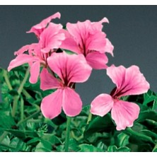 Calperia Pembe Sakız Sardunya Tohumu - 3 Adet