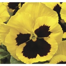 Calperia Sarı Siyah Renkli Hercai Menekşe Tohumu Katlı - 10 Adet