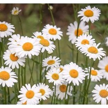 Calperia Kalıcı Yüksek Boylu Beyaz Papatya Tohumu - 40 Tohum