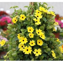 Calperia Sarı Kara Gözlü Suzan Çiçeği Tohumu - 5 Adet